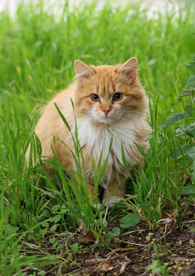 Cute fluffy ginger cat in green grass stock images