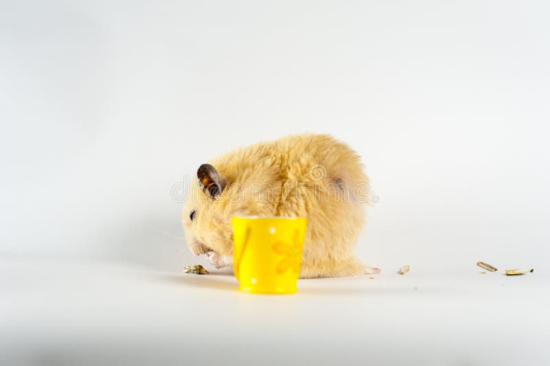 Cute Hamster Eating Sunflower from Bucket on White Background Stock