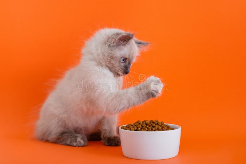 Cute fluffy gray kitten eat dry food, feed in bowl Isolated on color orange background copy space. Cat play by paw with