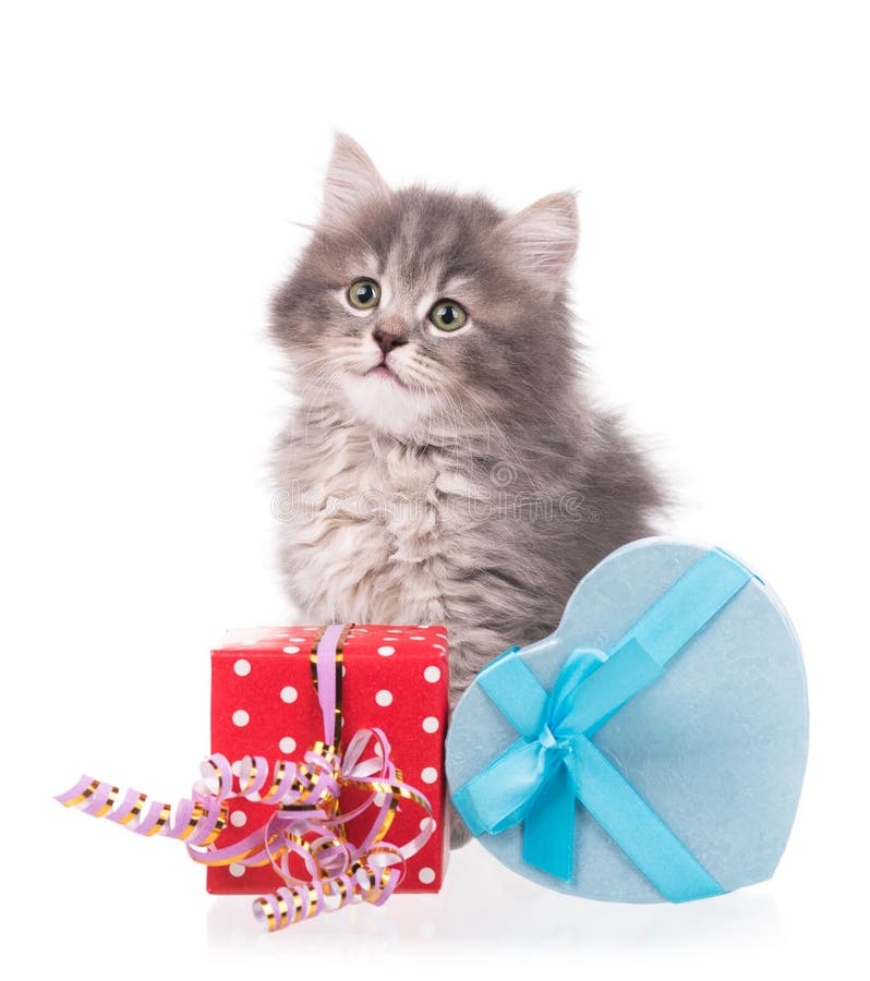 Cute fluffy kitten with gift box over white background