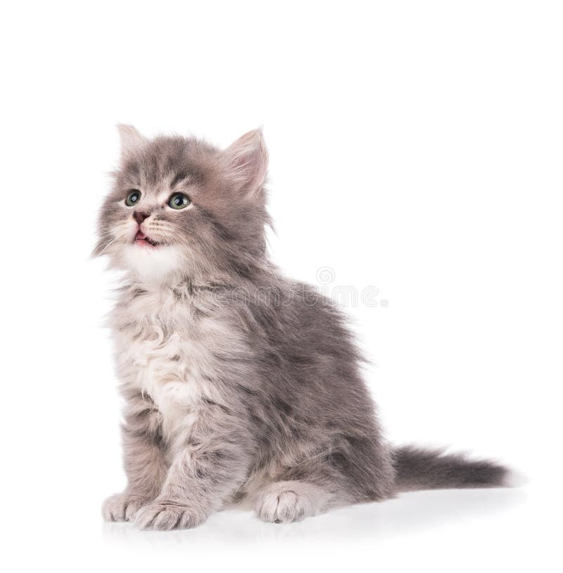 Cute fluffy kitten isolated on a white background
