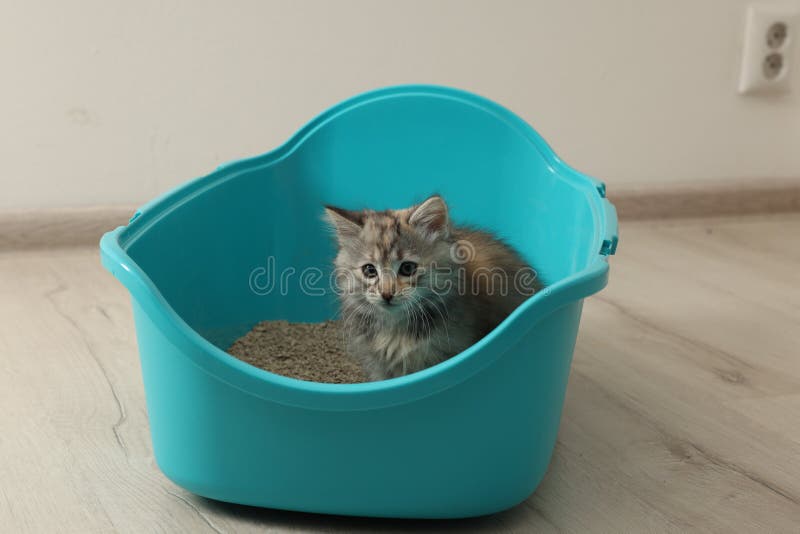 Cute Fluffy Kitten in Litter Box at Home Stock Photo Image of