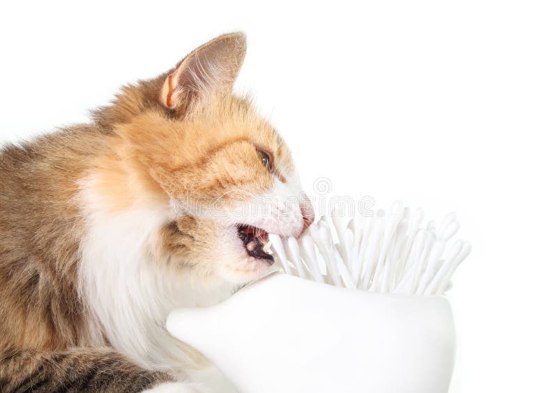 Curious Cat Eating Cotton Swabs with Open Mouth. Stock Photo Image of