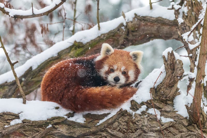 Cute Fluffy Lesser Panda in Winter Forest Stock Image - Image of curl