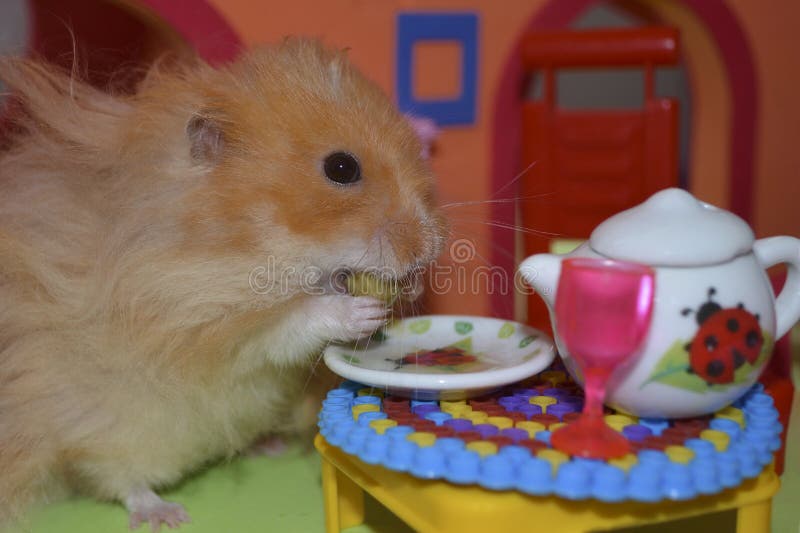 Cute fluffy light brown hamster eats one pea at the table in his house. Close-up pet eats with his hands