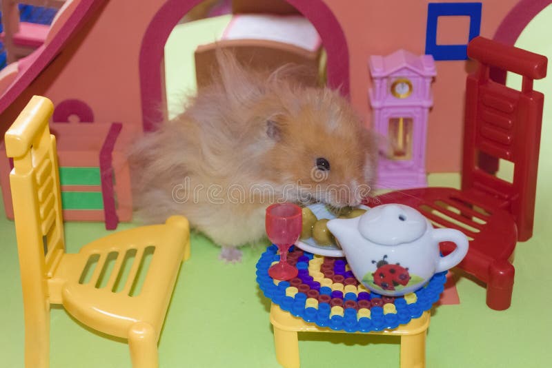 Cute fluffy light brown hamster eats peas at the table in his house. Close-up pet eats with his hands