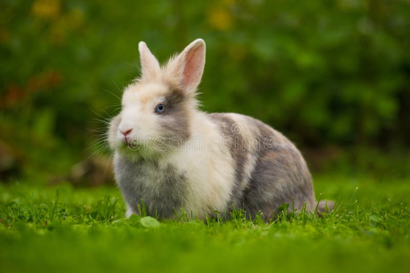 Cute Fluffy Rabbit on Green Grass stock photography