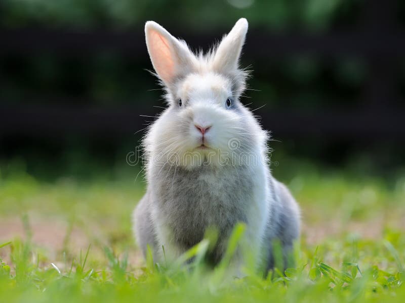 Cute Fluffy Rabbit stock images