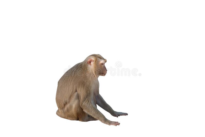 Cute Fluffy Sitting Monkey. White Background Stock Image - Image of  background, furry: 153704375