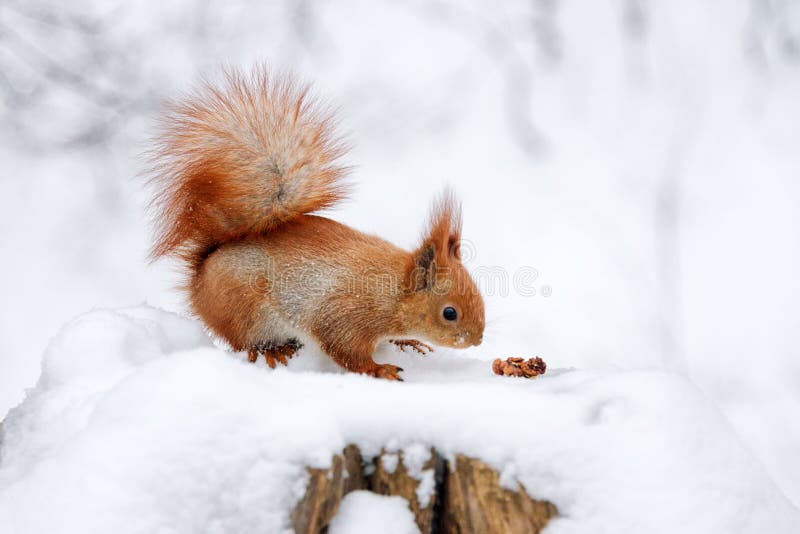 Cute Fluffy Squirrel Eating Nuts on a White Snow in the Winter Forest