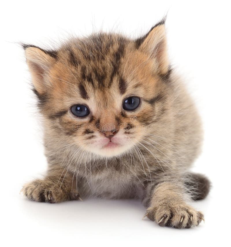 Cute Fluffy Tabby Kitten Isolated on White stock photos