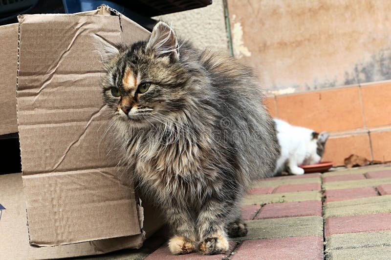 Cute Fluffy Tabby Tricolor Young Female Cat Standing Next To Cardboard ...