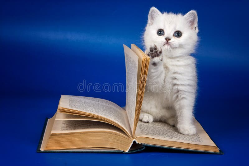 Photo of Cute fluffy white british kitten and old book