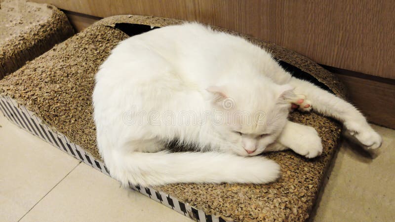 Cute Fluffy White Cat Sleeping on The Wooden Box stock photos