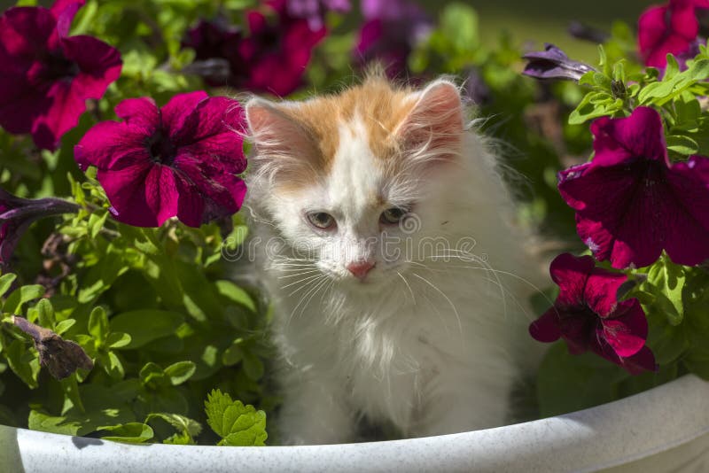 Cute Fluffy White with Ginger Kitten in a Flower Bed Stock Photo