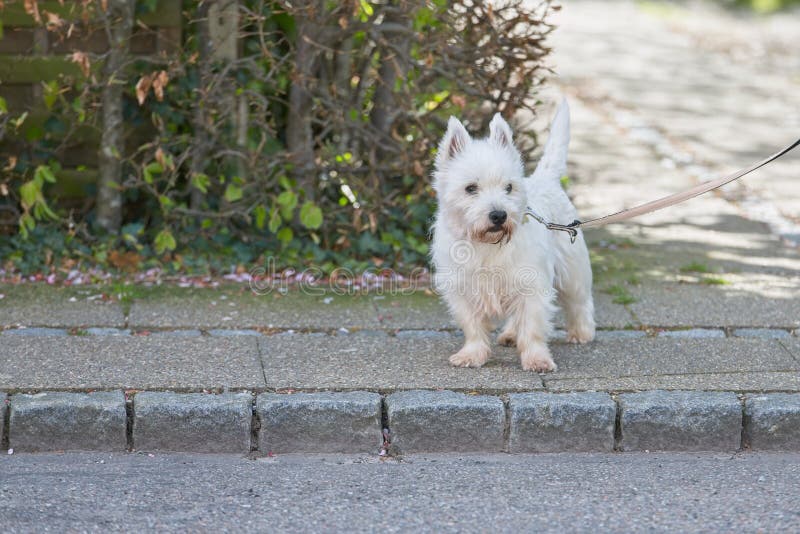 Cute Fluffy White Western Terrier Dog Walking on the Sidewalk Stock