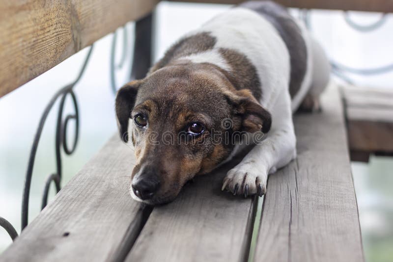 Cute One Year Old Jack Russel Terrier Puppy Folded Ears Stock