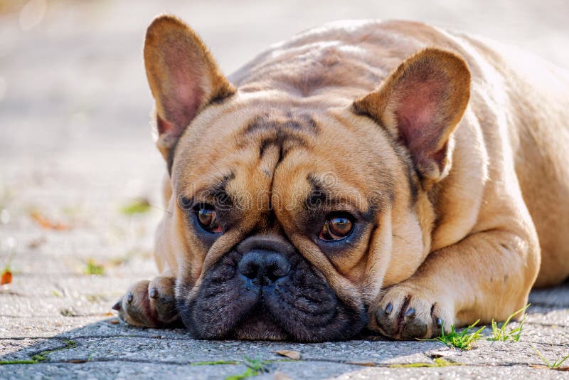 Bulldog stock image. Image of animal, cream, small, language - 41783441