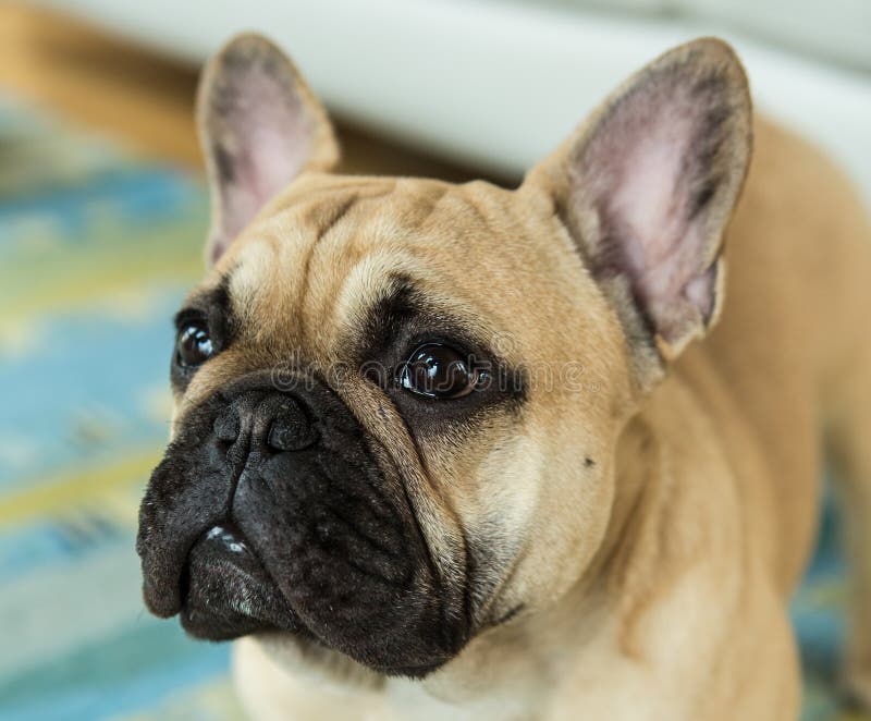 The always Cute French Bulldog Stock Image - Image of grin, happy ...