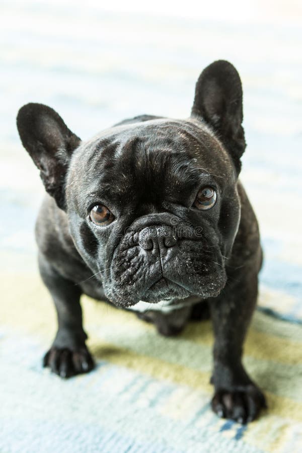 The always Cute French Bulldog Stock Image - Image of happy, dogn ...