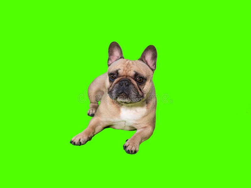 French Bulldog: Chú chó Pháp luôn là đề tài thu hút và dễ gây sự chú ý trong nhiếp ảnh. Hình ảnh của con chó giống Pháp trên green screen sẽ mang đến những cảm xúc tuyệt vời. Hãy thưởng thức những bức ảnh đẹp và đầy nghĩa vị của chú chó giống Pháp.