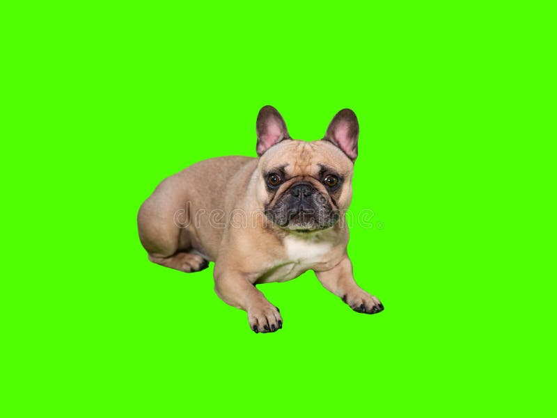 French Bulldog: Chú chó Bully miệng ngọt dễ thương lông mượt đang chờ bạn trong hình ảnh liên quan đến từ khóa \