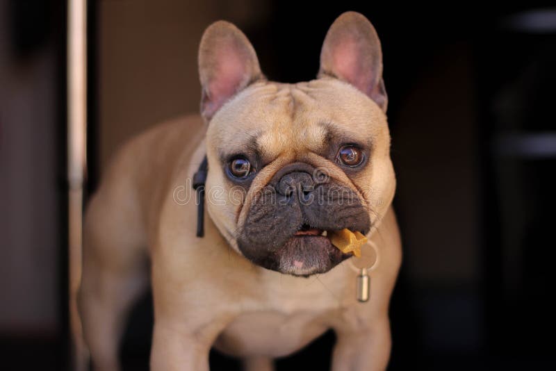 Cute French Bulldog Dog Eating Dental Treat Stock Photo