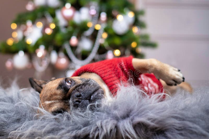 Cute French Bulldog dog wearing a red knitted Christmas sweater lying on cozy fur blanket in front of pink Christmas tree