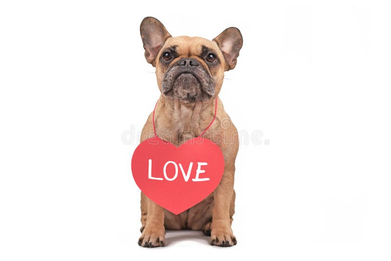 Valentine's Day French Bulldog Stock Photos - Free & Royalty-Free 