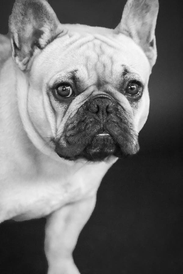 Cute French Bulldog Head Face Looking at Camera Stock Image - Image of ...