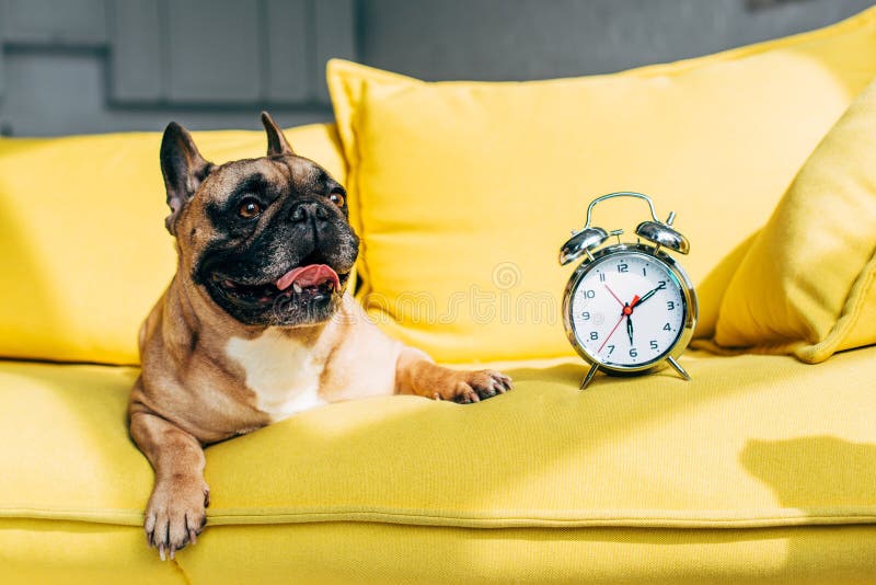 Cute French Bulldog Lying Near Retro Alarm Clock On Yellow