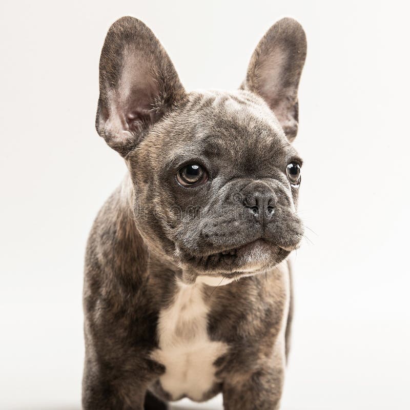Cute French Bulldog Puppy Portrait Stock Image - Image of baby, pure ...