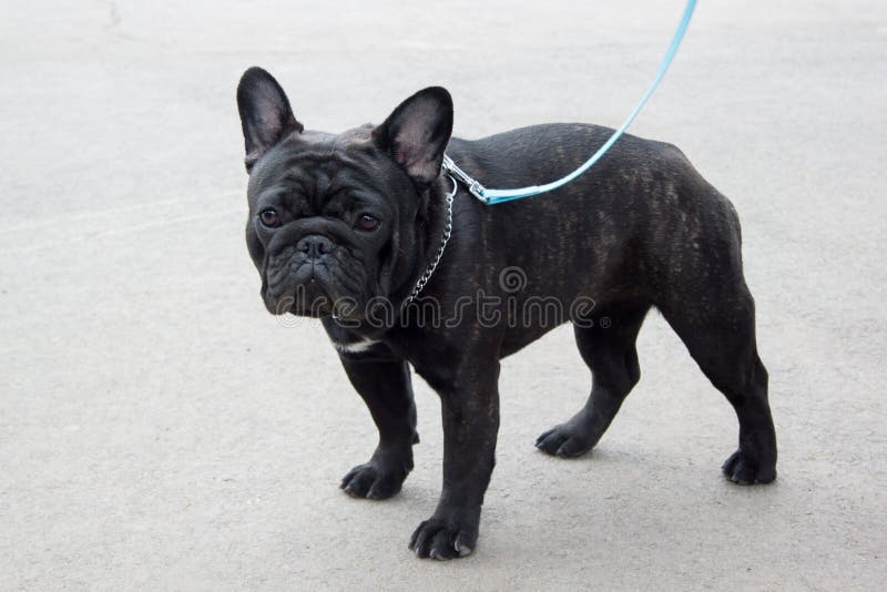 Cute French Bulldog is Standing on a Asphalt Track. Stock Image - Image ...