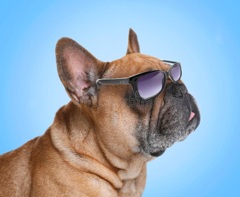 french bulldog wearing sunglasses