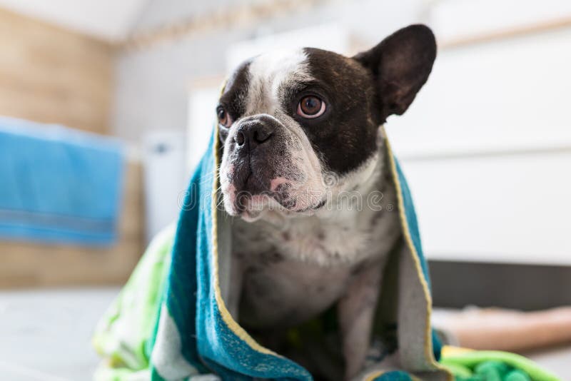 Cute French Bulldog Wrapped in Towel after Bath Stock Image - Image of ...