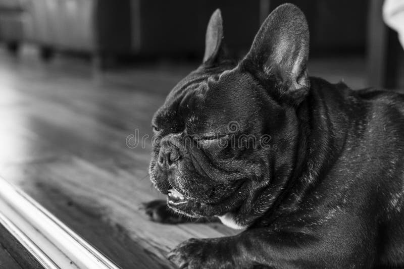 Cute French Sleepy Bulldog with Eyes Closed Lying on the Floor Stock ...