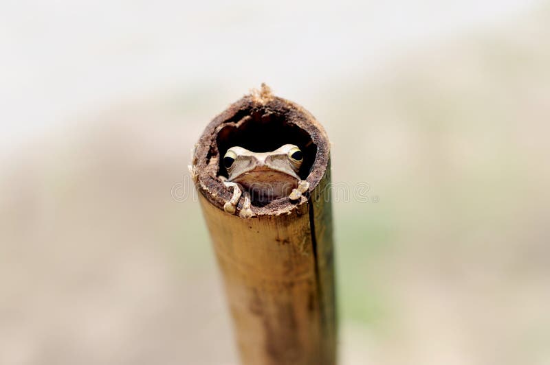 Cute Frog Hiding In Bamboo royalty free stock photo Cute Frog Hiding In Bamboo royalty free stock photo