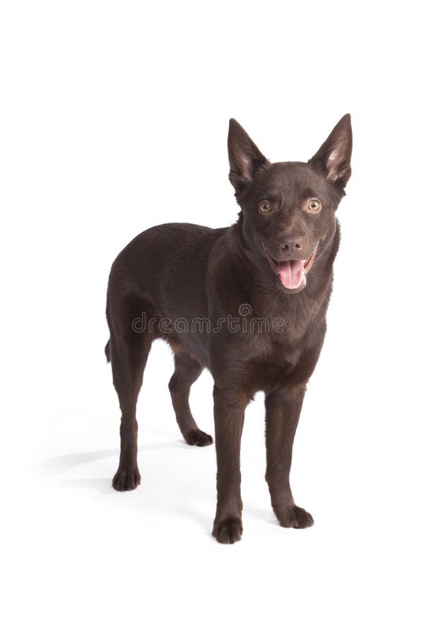 Cute and funny australian Kelpie