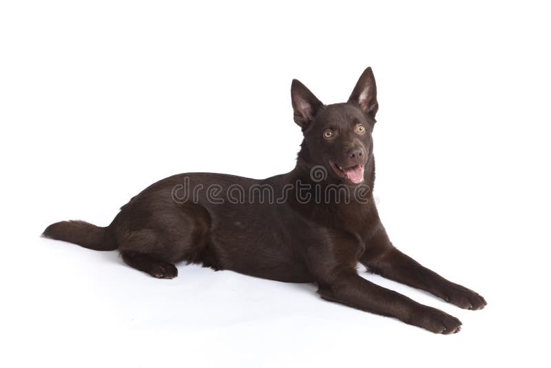 Cute and funny australian Kelpie