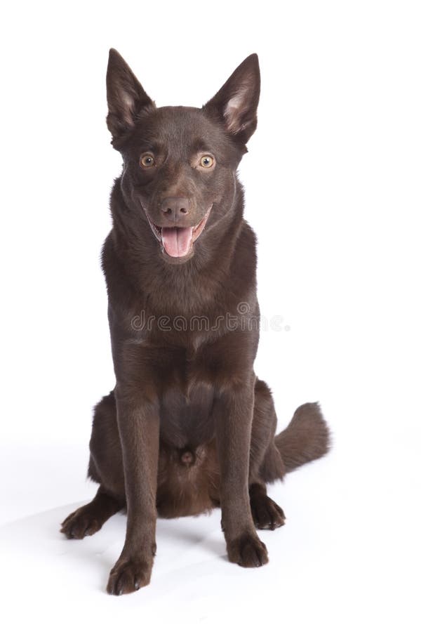 Cute and funny australian Kelpie