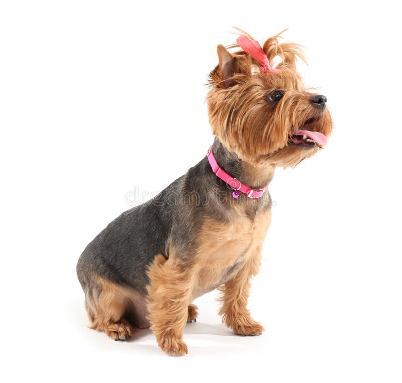 Cute Funny Dog on White Background Stock Photo Image of canine