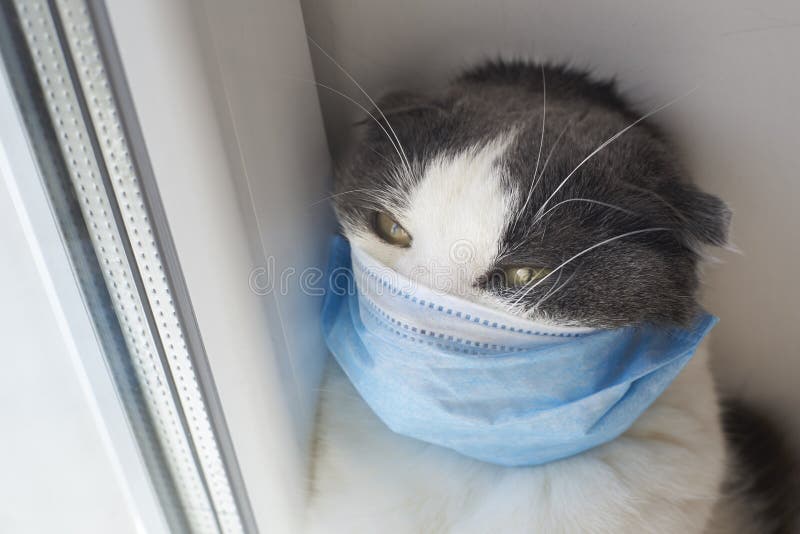 Cute Funny Cat in a Medical Mask Stock Photo - Image of dozy, pandemic:  176531790