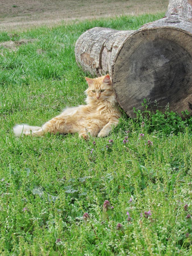 Cute Funny Orange Ginger Tabby Cat Sitting Against Tree Relaxing Stock