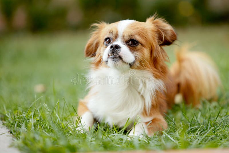 can a japanese chin and a pekingese be friends