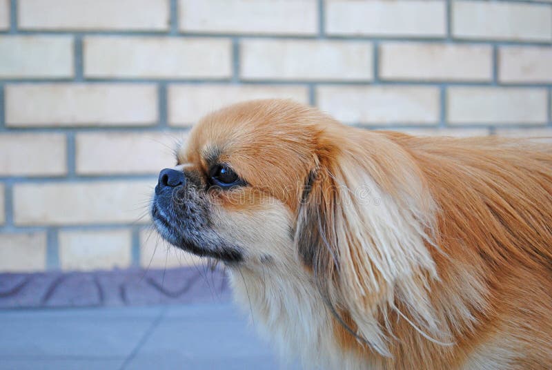 can a japanese chin and a pekingese be friends