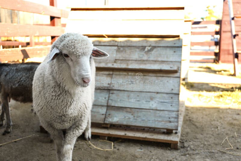 Cute Sheep on Farm. Animal Husbandry Stock Image Image of