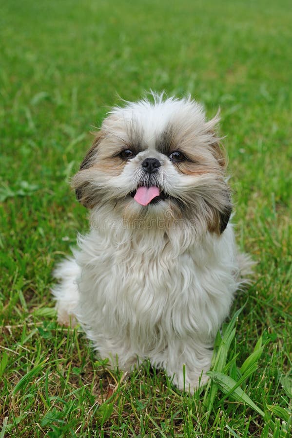 Cute funny shih tzu breed dog outdoors