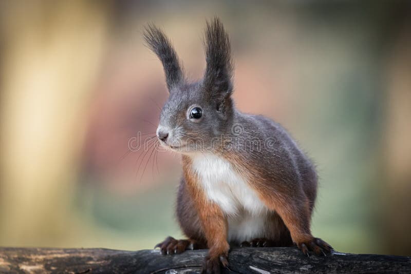 34,583 Funny Squirrel Stock Photos - Free & Royalty-Free Stock Photos from  Dreamstime