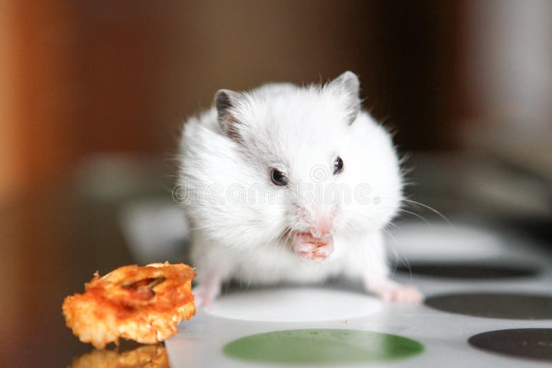 Cute funny white hamster eating an Apple. Cute funny white little hamster eats an Apple stock photography Cute funny white hamster eating an Apple. Cute funny white little hamster eats an Apple stock photography