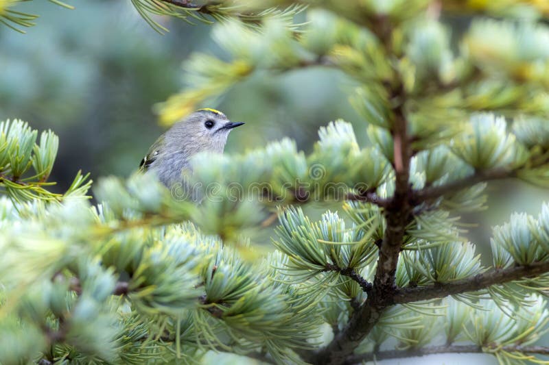Cute-fågel. Naturbakgrund. Goldcrest Regulus regulus. arkivbild